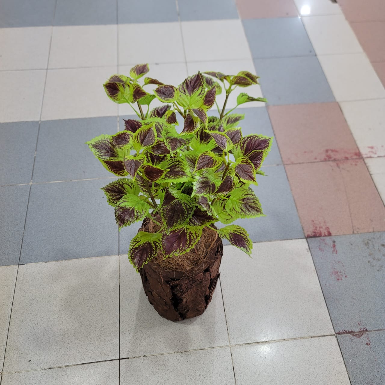 Coleus Bunch with Tree Pot