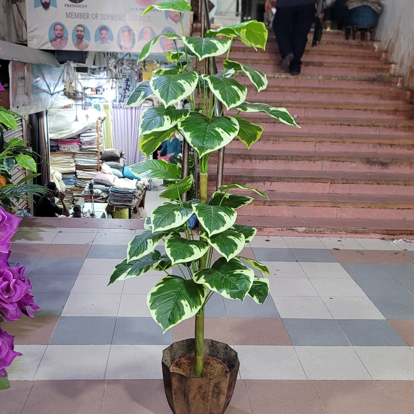 36 leaves plant 5ft