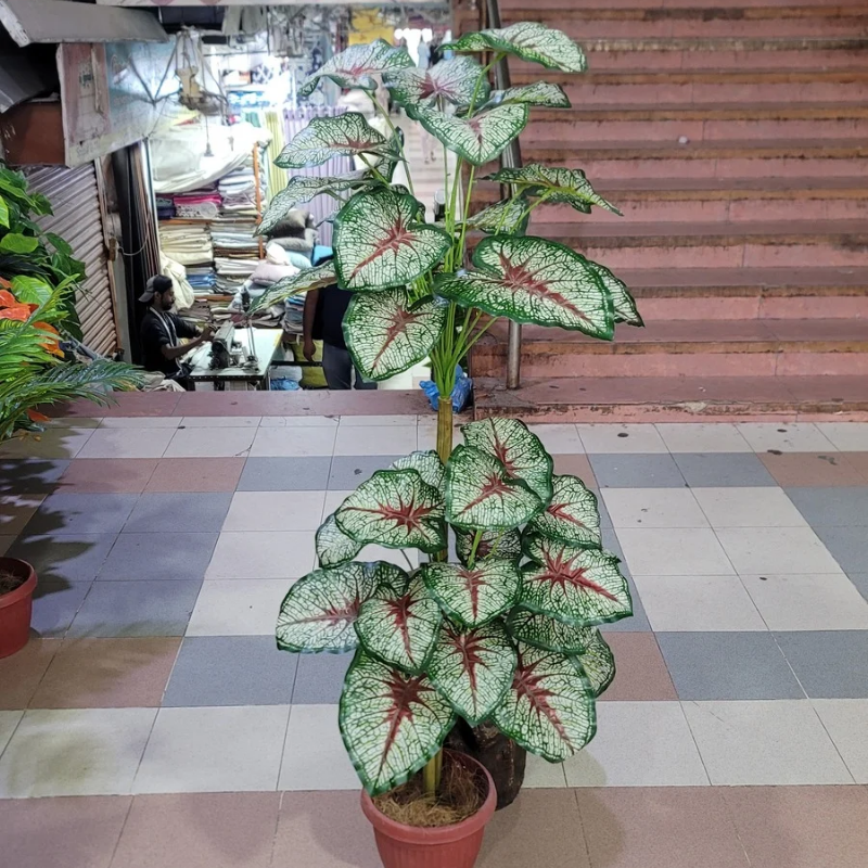 36 leaves plant 5ft