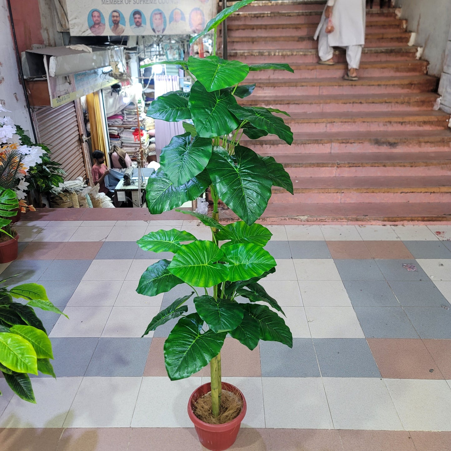36 leaves plant 5ft