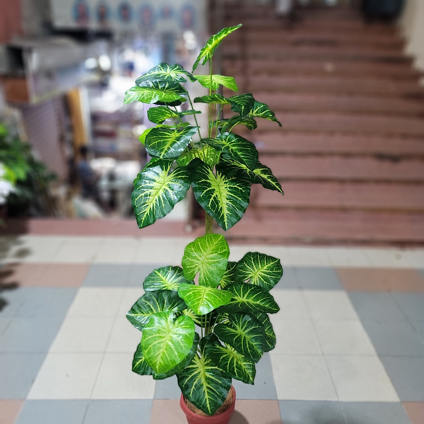 36 leaves plant 5ft