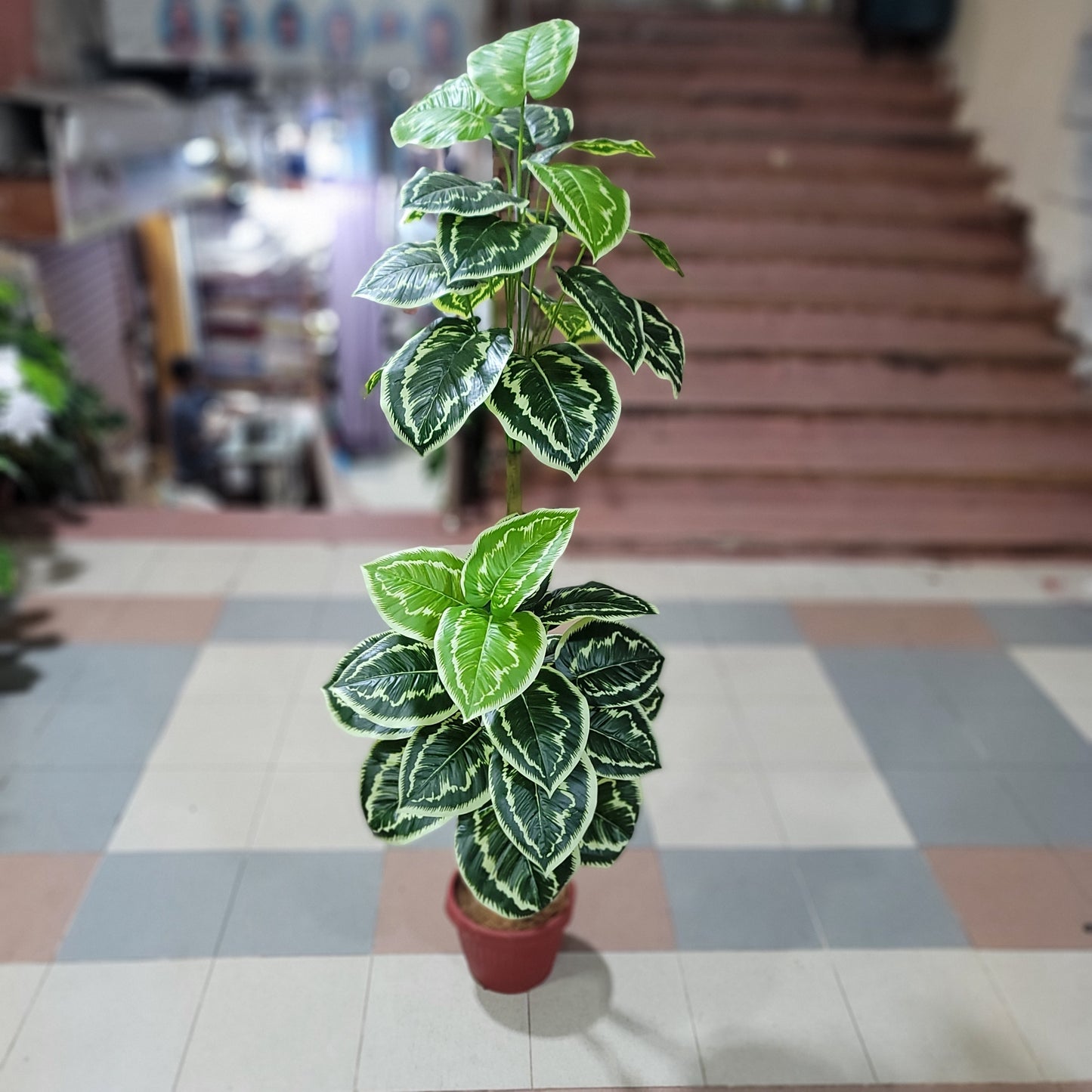 36 leaves plant 5ft