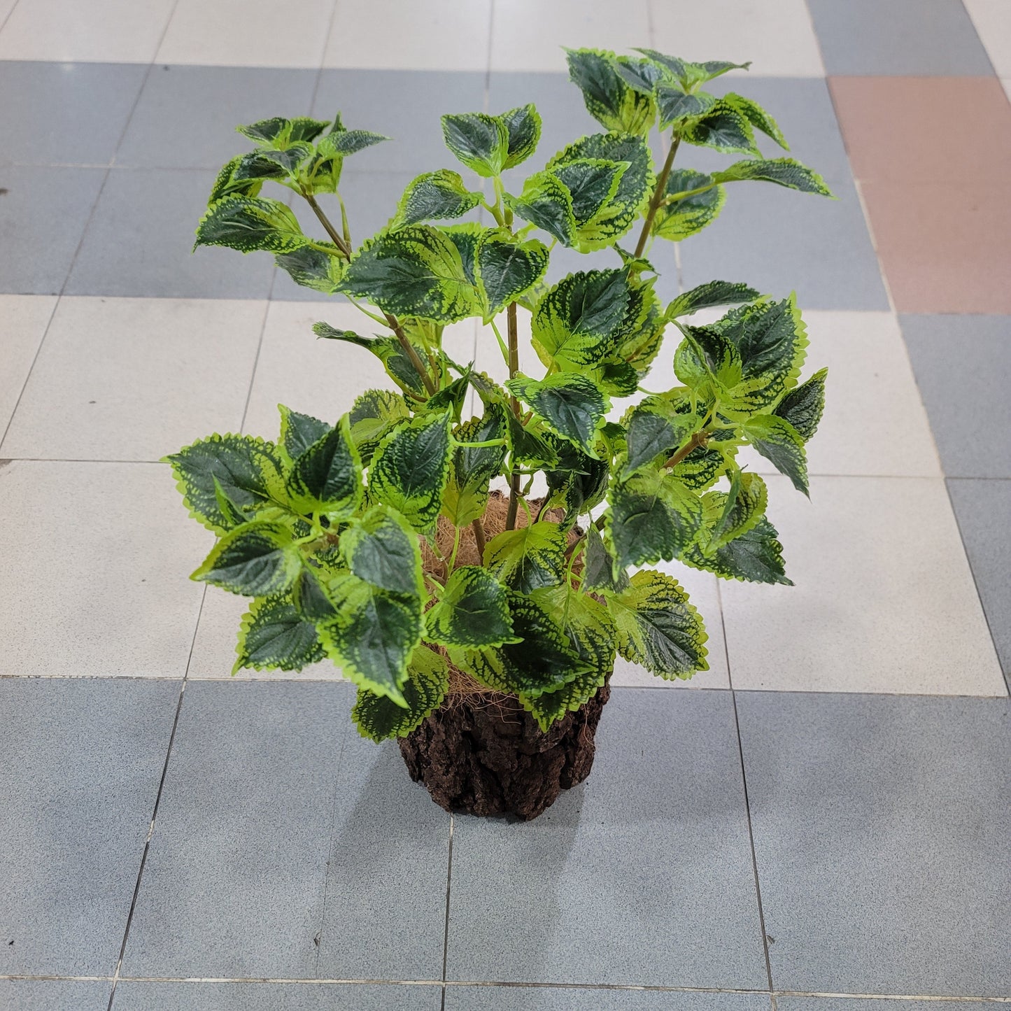 Coleus Bunch with Tree Pot