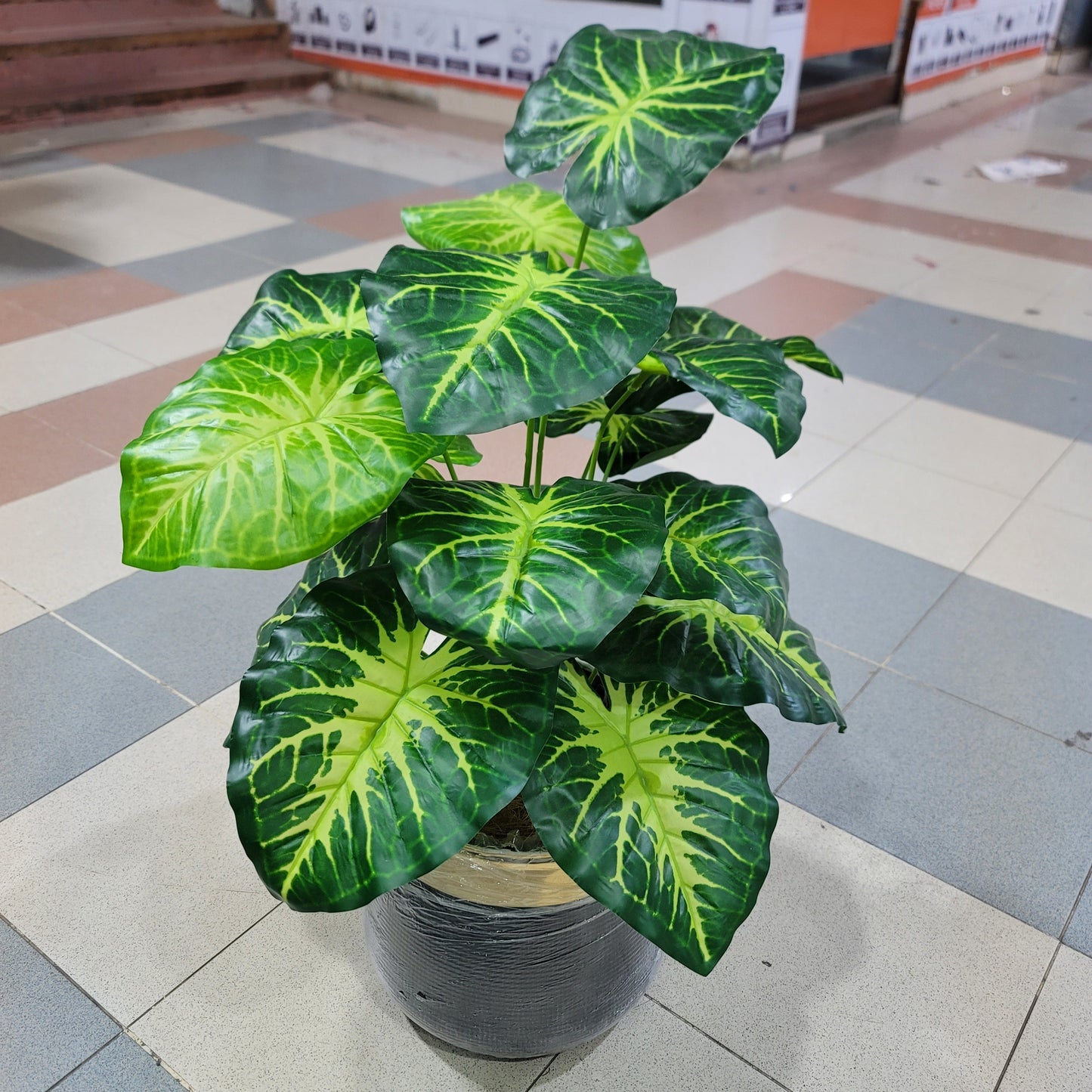 18-Leaves with Fiber pot 3ft