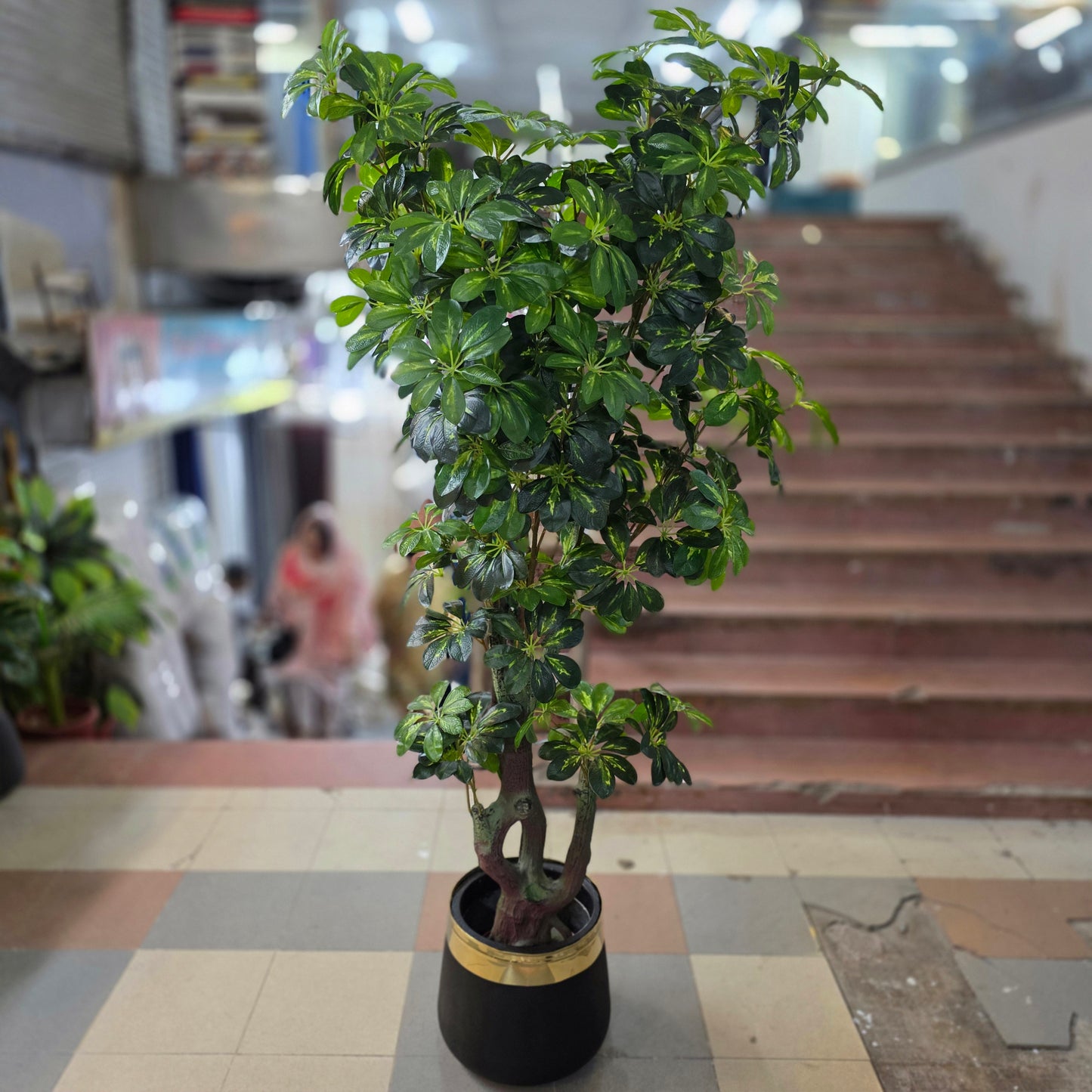 Dwarf Umbrella Tree with pot 6ft