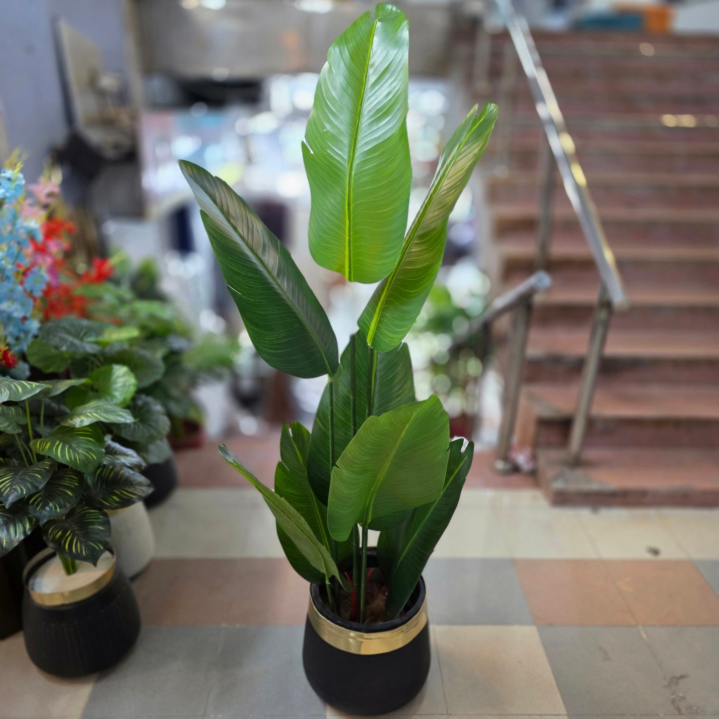 Banana Palm - 8 Leaves with fiber pot 5.5ft