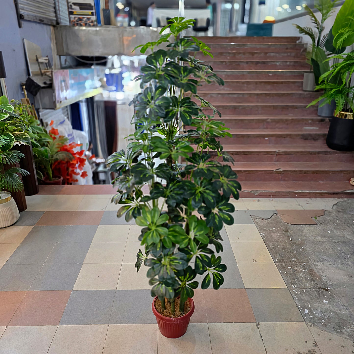 Dwarf Umbrella Plant (5ft)