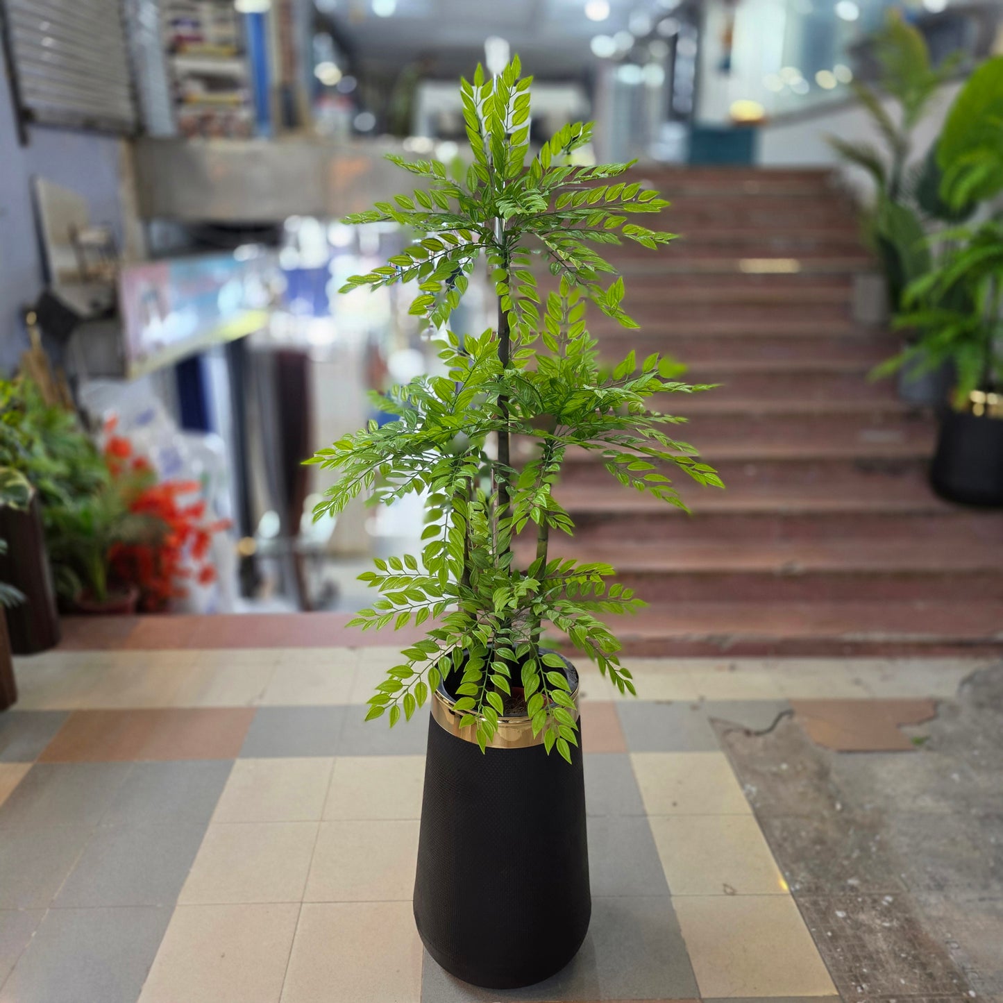 Ficus Bamboo Plant 5ft