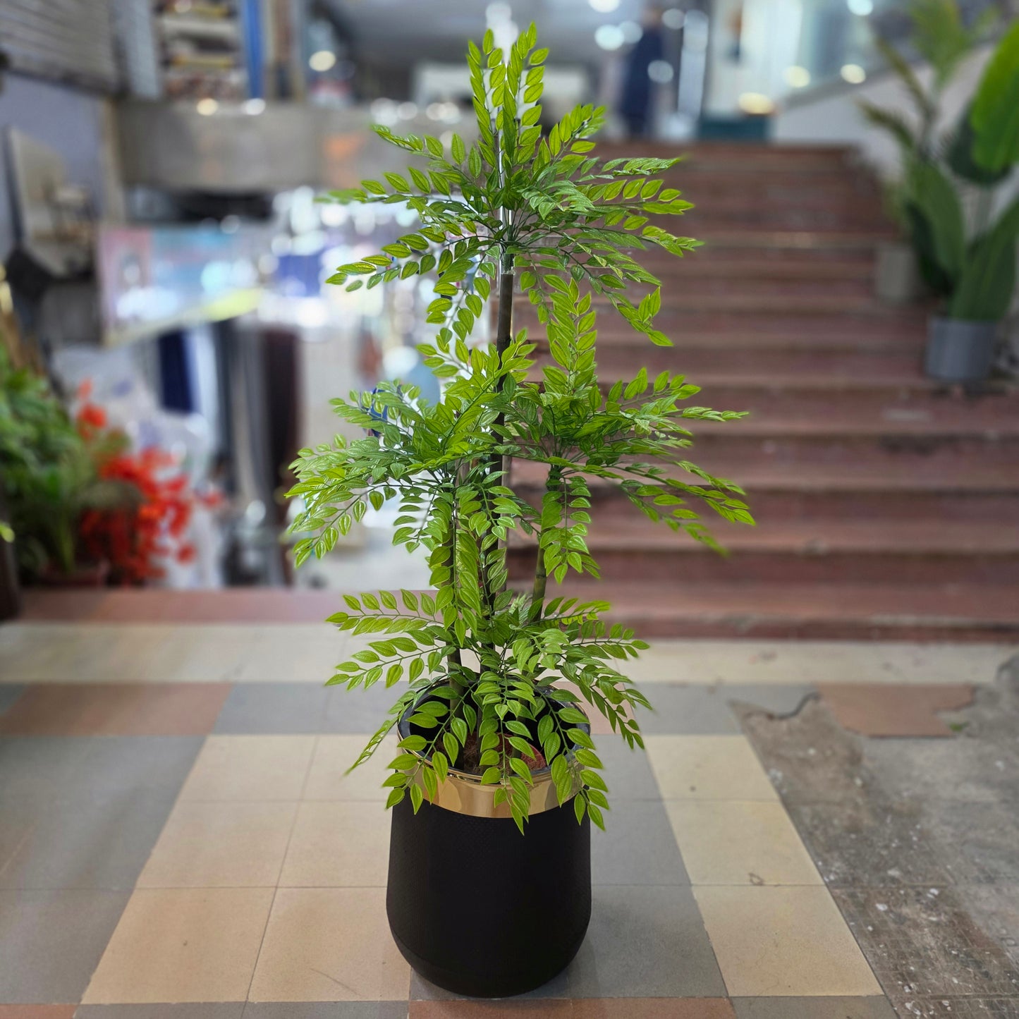 Ficus Bamboo Plant 5ft