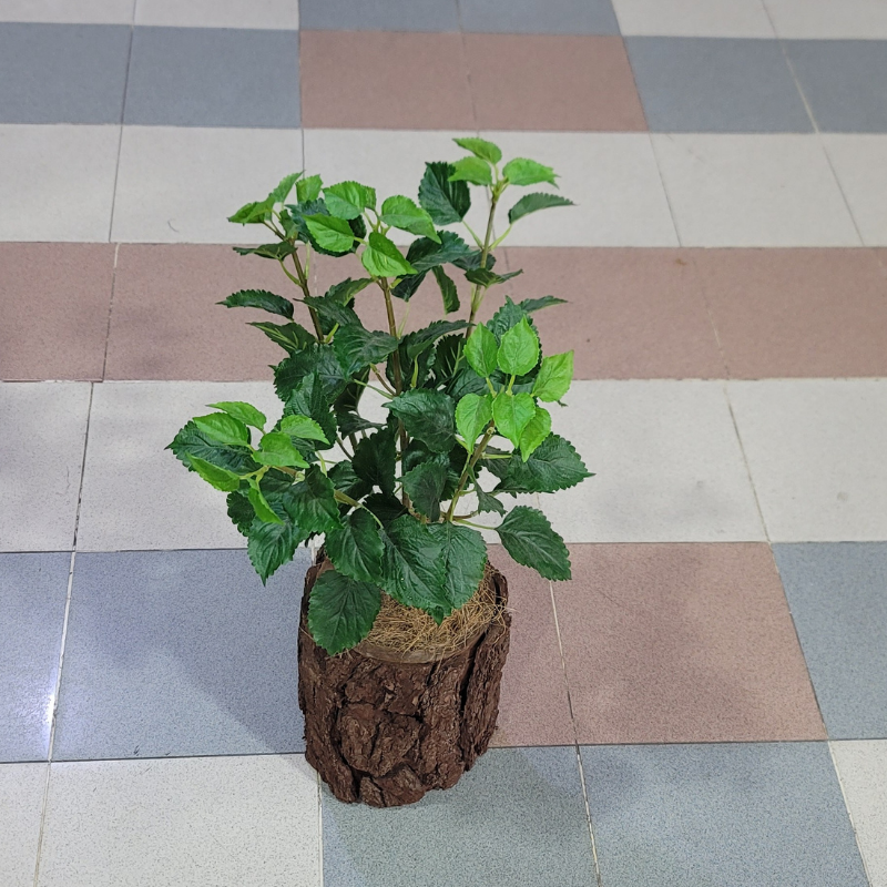 Coleus Bunch with Tree Pot