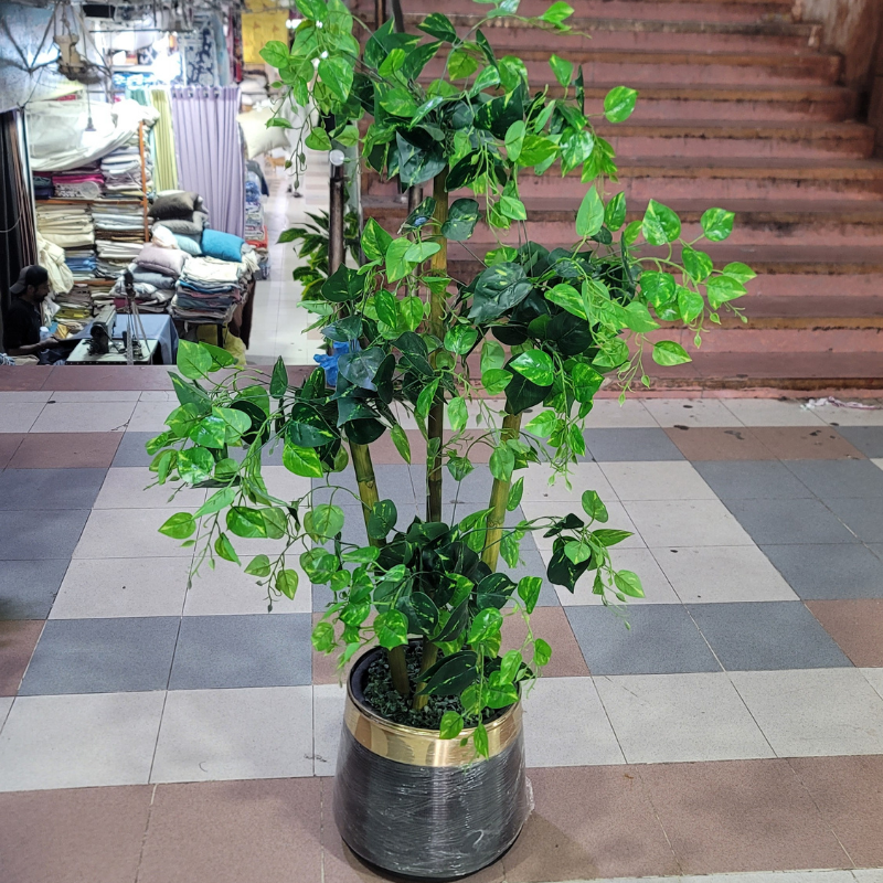 4-Pipe Rubber Money Plant in Fiber Pot