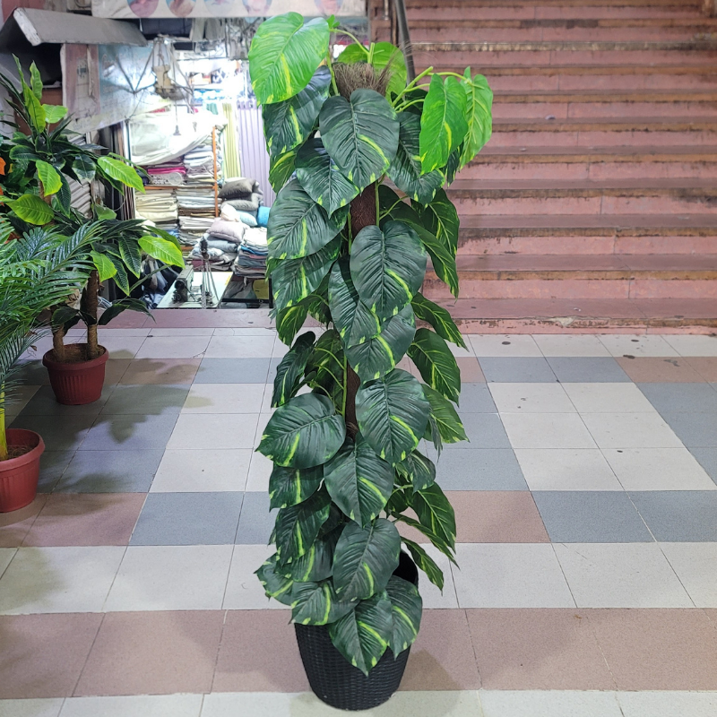 360 Vine Plant