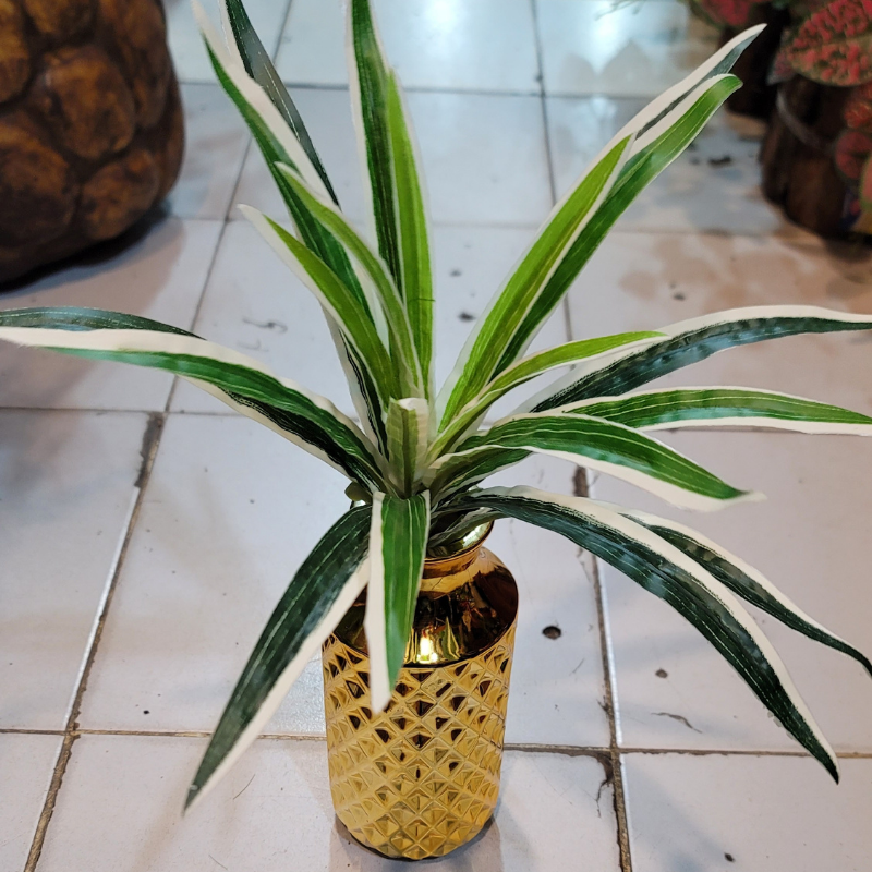 Dracaena Bunch