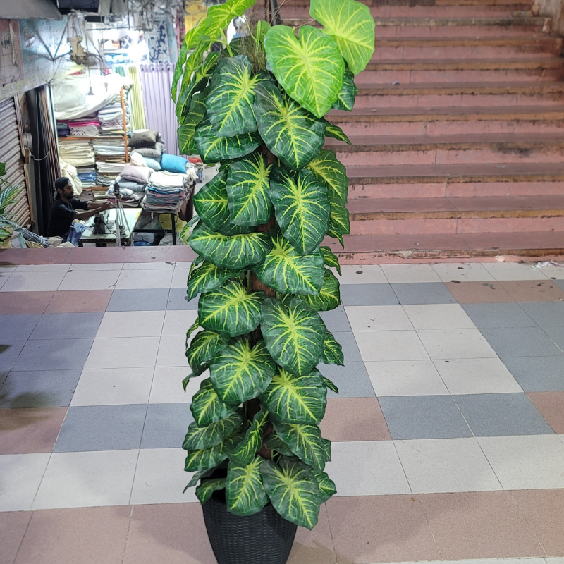 360 Vine Plant