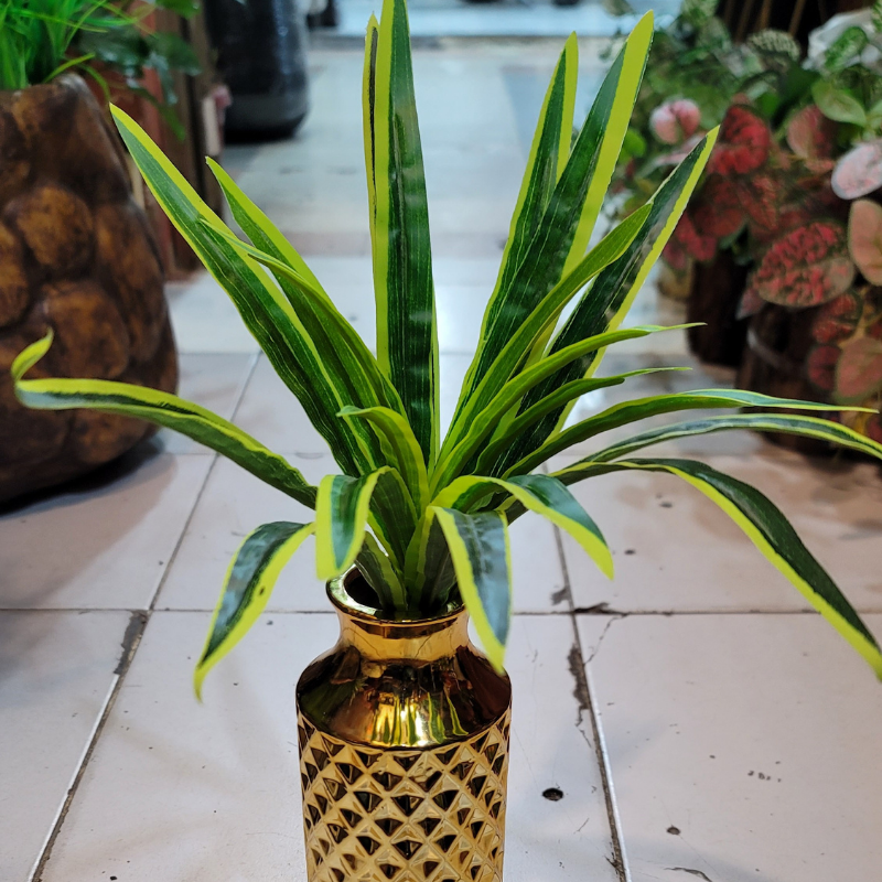 Dracaena Bunch