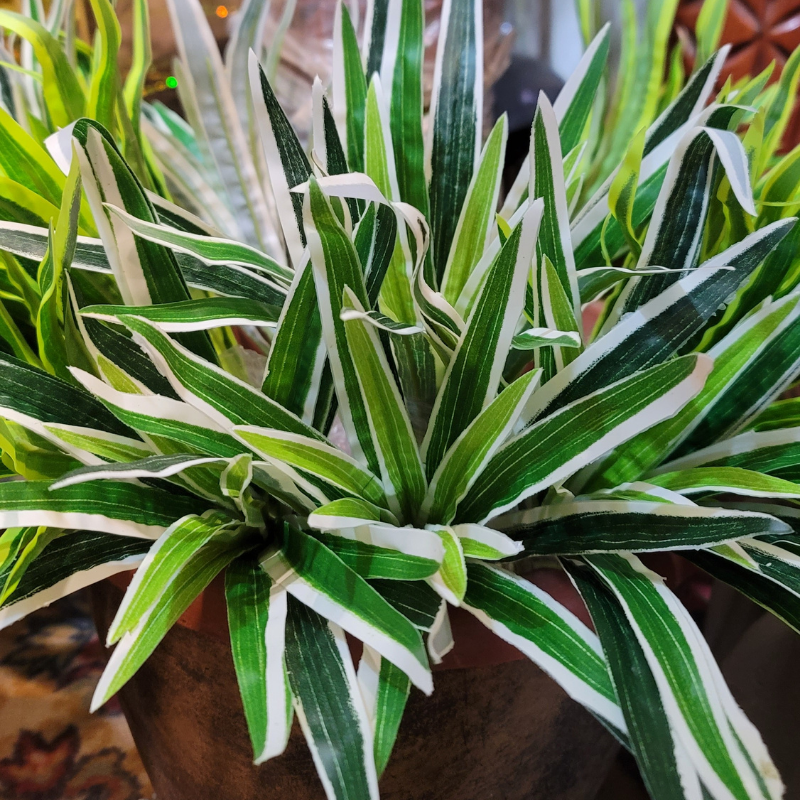 Dracaena Bunch