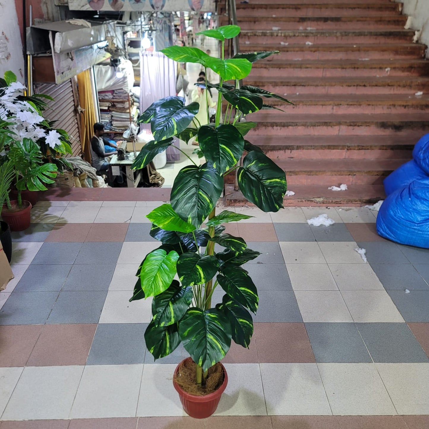 36 leaves plant 5ft