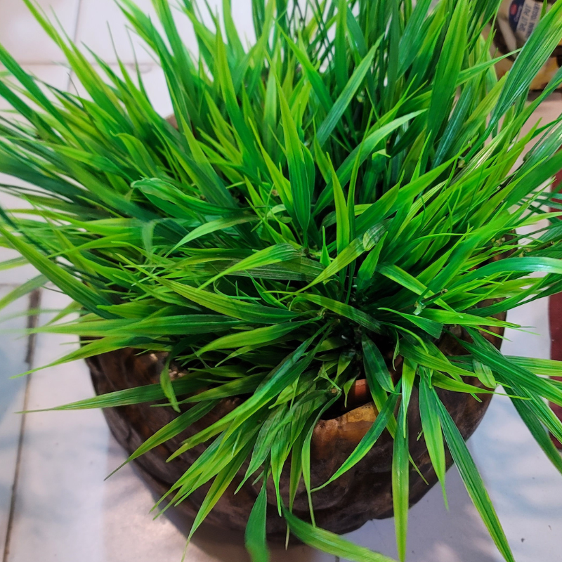 Hakone Grass Bunch