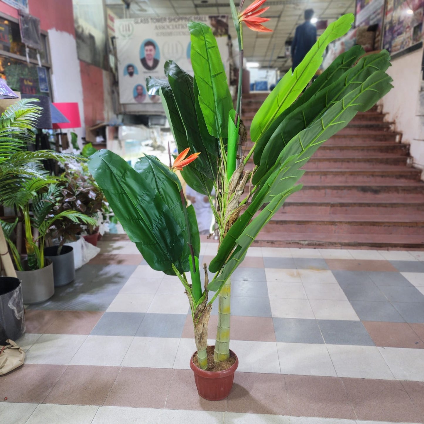 Bird of Paradise With Fiber Pot