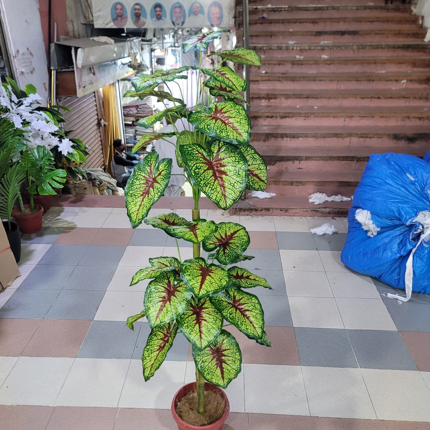 36 leaves plant 5ft