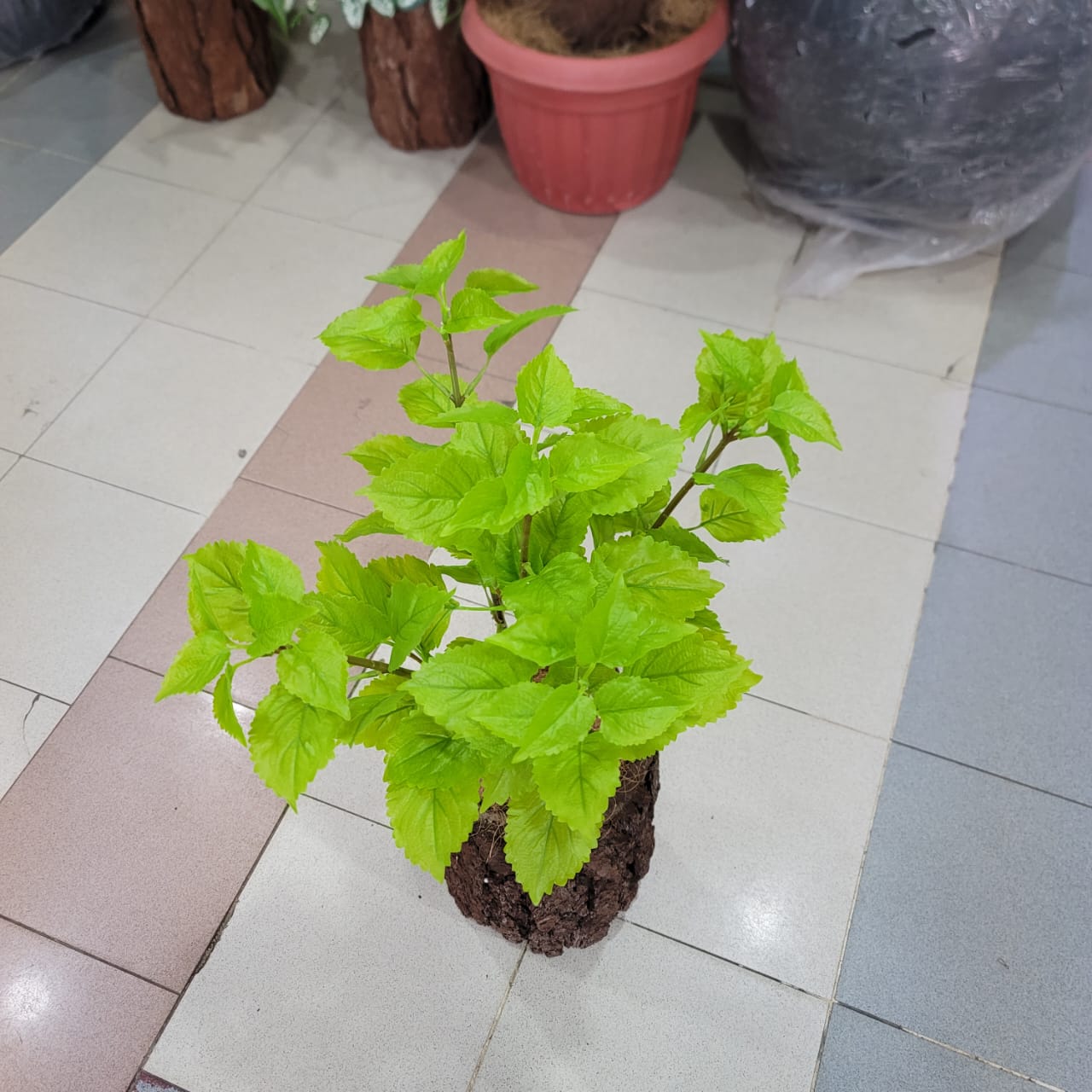 Coleus Bunch with Tree Pot