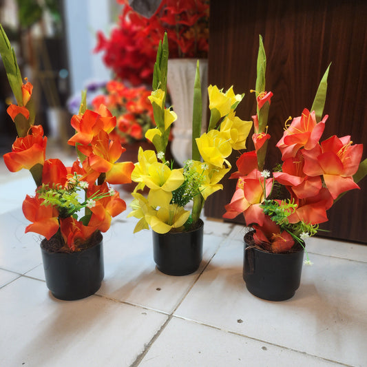 Gladiolus Flower in Fiber Pot