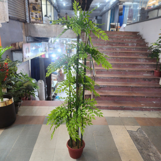 Ficus Bamboo Plant 5ft