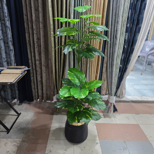 Money Plant with Golden Neck Pot