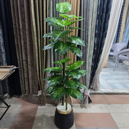 Aglaonema Plant with Golden Neck Pot