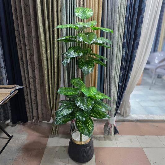 Zebra Leaf Plant with Golden Neck Pot