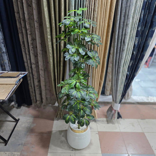 Shaded Dwarf Umbrella Plant with Golden Neck Pot