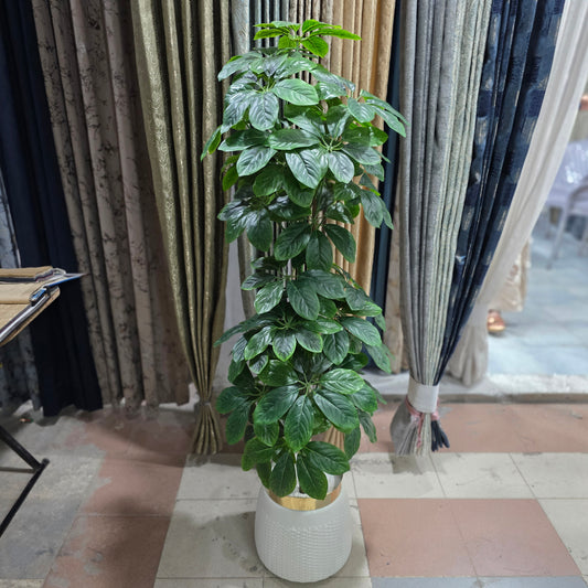 Dwarf Umbrella Plant with Golden Neck Pot
