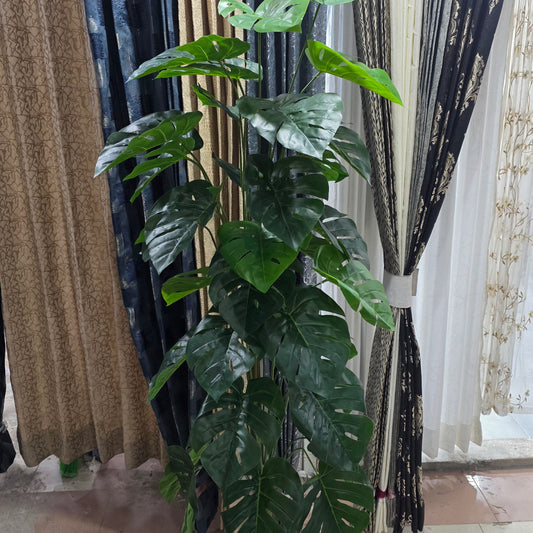 Monstera Plant with Pot 6ft