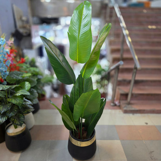 Banana Palm - 8 Leaves with fiber pot 5.5ft